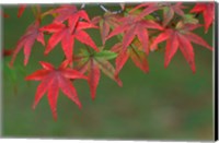 Maple Leaves, Kyoto, Japan Fine Art Print