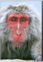 Snow Monkey, Japanese Macaque, Nagano, Japan Fine Art Print
