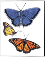 Eastern Blue & Monarch Butterfly Fine Art Print
