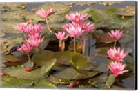 Pink Lotus Flower in the Morning Light, Thailand Fine Art Print