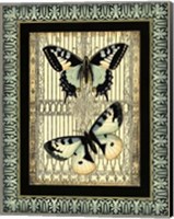 Small Butterfly Fancy II Fine Art Print