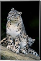 Snow Leopard, Uncia uncia, Panthera uncia, Asia Fine Art Print