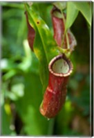 Old World carnivorous pitcher plant hanging from tendril, Penang, Malaysia Fine Art Print