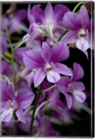 Singapore. National Orchid Garden - Purple/White Orchids Fine Art Print