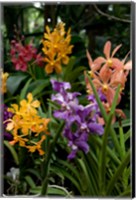 Singapore. National Orchid Garden - Multi colored Orchids Fine Art Print