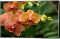 Singapore. National Orchid Garden - Peach Orchids Fine Art Print