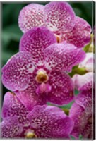 Singapore. National Orchid Garden - spotted Orchids Fine Art Print