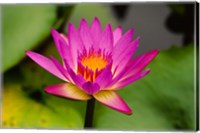 Single magenta water lily at the Orchid Garden at Lake Gardens Park in Kuala Lumpur Malaysia Fine Art Print