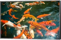 Ornament Koi or Common Carp, Shopping Mall Pond, Malacca, Historic Melaka, Malaysia Peninsula, Malaysia, SE Asia Fine Art Print