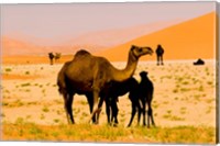 Oman, Rub Al Khali desert, camels, mother and calves Fine Art Print