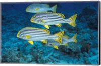 Maldives, Oriental sweetlips Fine Art Print