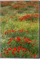 Red Poppy Field in Central Turkey during springtime bloom Fine Art Print