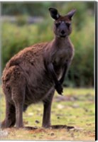 Western Grey Kangaroo in its Brown Phase, Australia Fine Art Print