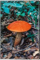 Orange Wild Mushroom Fine Art Print