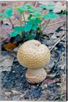 Wild Mushroom Growing in Forest Fine Art Print