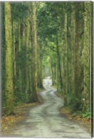 Road through Rainforest, Lamington National Park, Gold Coast Hinterland, Queensland, Australia Fine Art Print