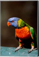 Australia, Queensland, Rainbow lorikeet bird Fine Art Print