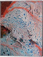 Fan Coral, Great Barrier Reef, Queensland, Australia Fine Art Print