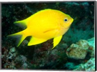 Golden Damsel fish, Great Barrier Reef, Australia Fine Art Print