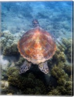 Green Turtle, Low Isles, Great Barrier Reef, North Queensland, Australia Fine Art Print