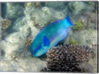 Steephead Parrotfish, Great Barrier Reef, Australia Fine Art Print