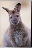 Close up of Red-necked and Bennett's Wallaby wildlife, Australia Fine Art Print