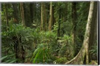 Australia, NSW, Rainforest Trees, Wonga Walk, Dorrigo NP Fine Art Print