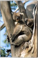 Mother and Baby Koala on Blue Gum, Kangaroo Island, Australia Fine Art Print