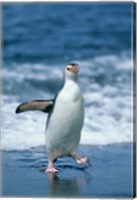 Royal Penguin, Macquarie, Austalian sub-Antarctic Fine Art Print