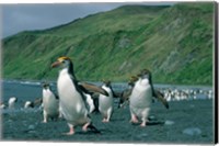 Royal Penguin, Macquarie, Austalian sub-Antarctic Fine Art Print