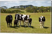 Cows, Farmland, Marrawah, Tasmania, Australia Fine Art Print