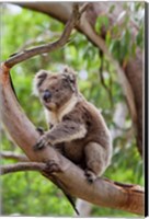 Koala wildlife in tree, Australia Fine Art Print