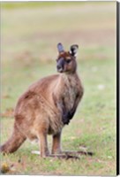 Western grey kangaroo, Australia Fine Art Print