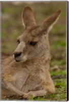 Eastern Grey Kangaroo resting, Queensland, Australia Fine Art Print