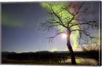 Aurora Borealis with Tree and Pleiades, Yukon, Canada Fine Art Print