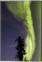 Aurora Borealis with Tree and Shooting Star, Yukon, Canada Fine Art Print