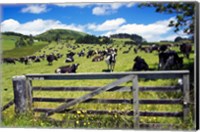 Gate and Dairy Farm near Kaikohe, Northland, New Zealand Fine Art Print