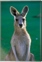 Australia, Yamba Golf Course, Eastern Grey Kangaroo Fine Art Print