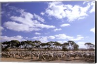 Sheep Station, Kangaroo Island, South Australia, Australia Fine Art Print