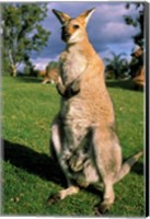 Kangaroo, Queensland, Australia Fine Art Print