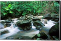 Rainforest, Daintree National Park, Queensland, Australia Fine Art Print