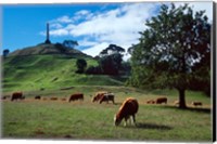 Cows, One Tree Hill, Auckland Fine Art Print