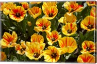 Close up of Tulips, West Otago, South Island, New Zealand Fine Art Print