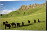 Cows and farmland below Te Mata Peak, Hawkes Bay, North Island, New Zealand Fine Art Print