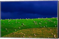 New Zealand, South Island, sheep grazing, farm animal Fine Art Print