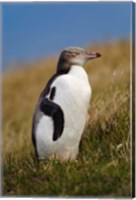 New Zealand, Katiki Point, Yellow-eyed Penguin Fine Art Print