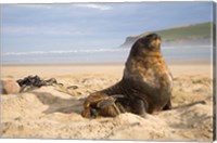 Sea lions on beach, Catlins, New Zealand Fine Art Print