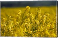Rapeseed Agriculture, South Canterbury, New Zealand Fine Art Print