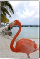 Pink Flamingo on Renaissance Island, Aruba, Caribbean Fine Art Print