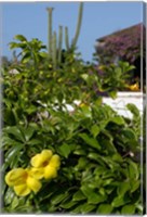 Yellow Flowers, Cacti and Home, Aruba, Caribbean Fine Art Print